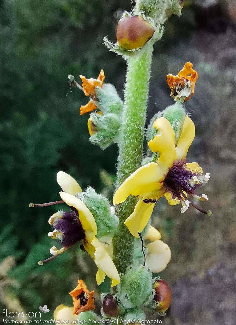 Verbascum rotundifolium haenseleri - Flor (geral) | André Carapeto; CC BY-NC 4.0