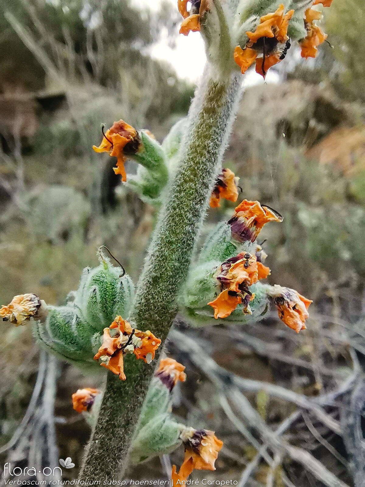 Verbascum rotundifolium haenseleri - Flor (geral) | André Carapeto; CC BY-NC 4.0