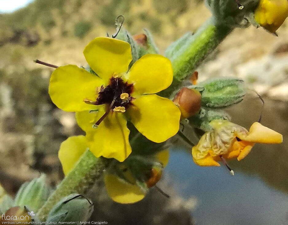 Verbascum rotundifolium haenseleri - Flor (close-up) | André Carapeto; CC BY-NC 4.0