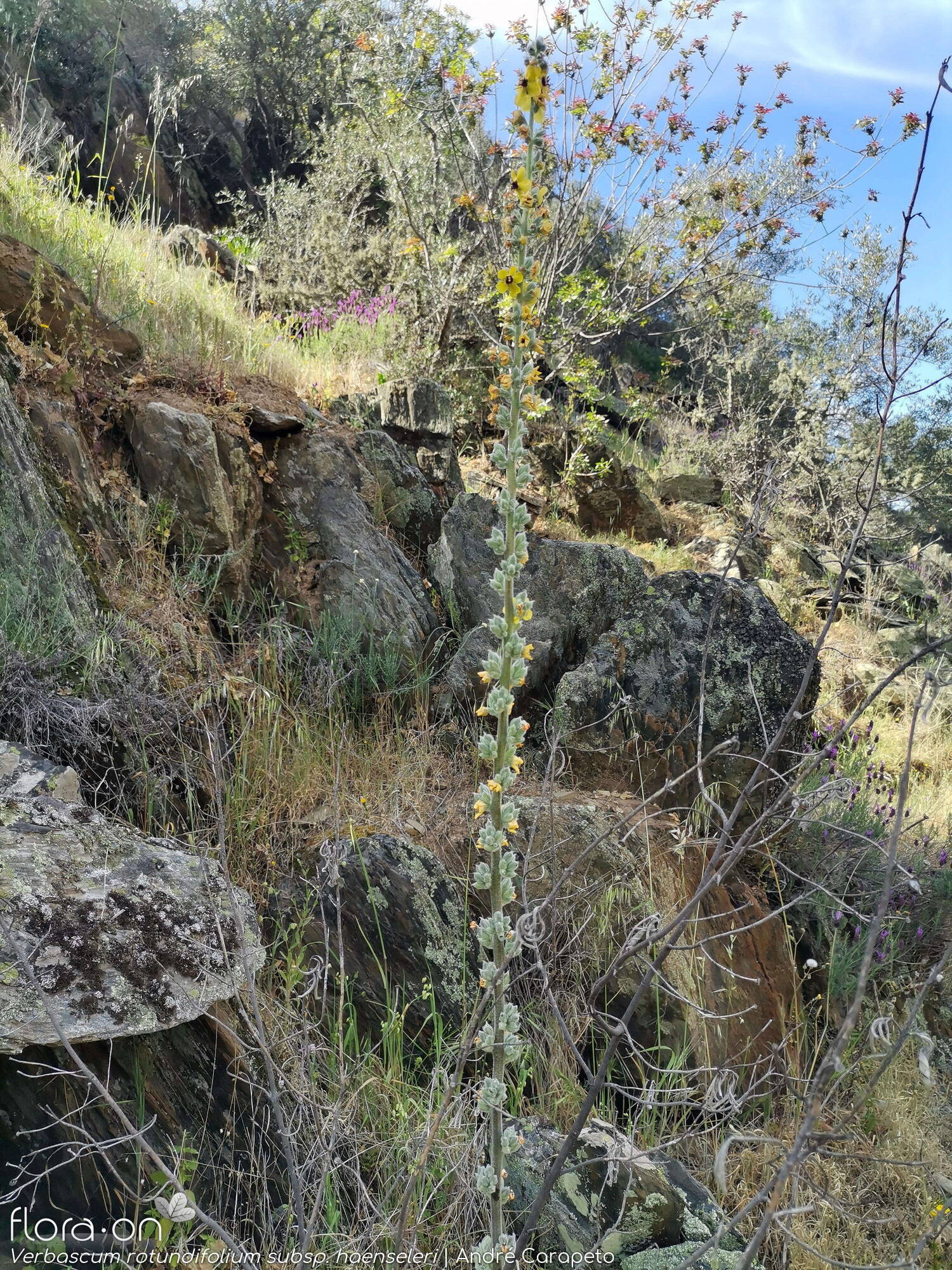 Verbascum rotundifolium haenseleri - Hábito | André Carapeto; CC BY-NC 4.0