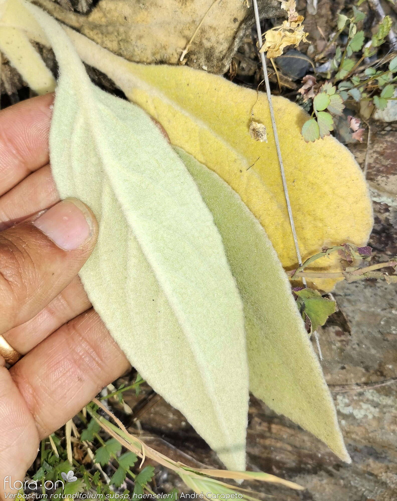 Verbascum rotundifolium haenseleri - Folha | André Carapeto; CC BY-NC 4.0