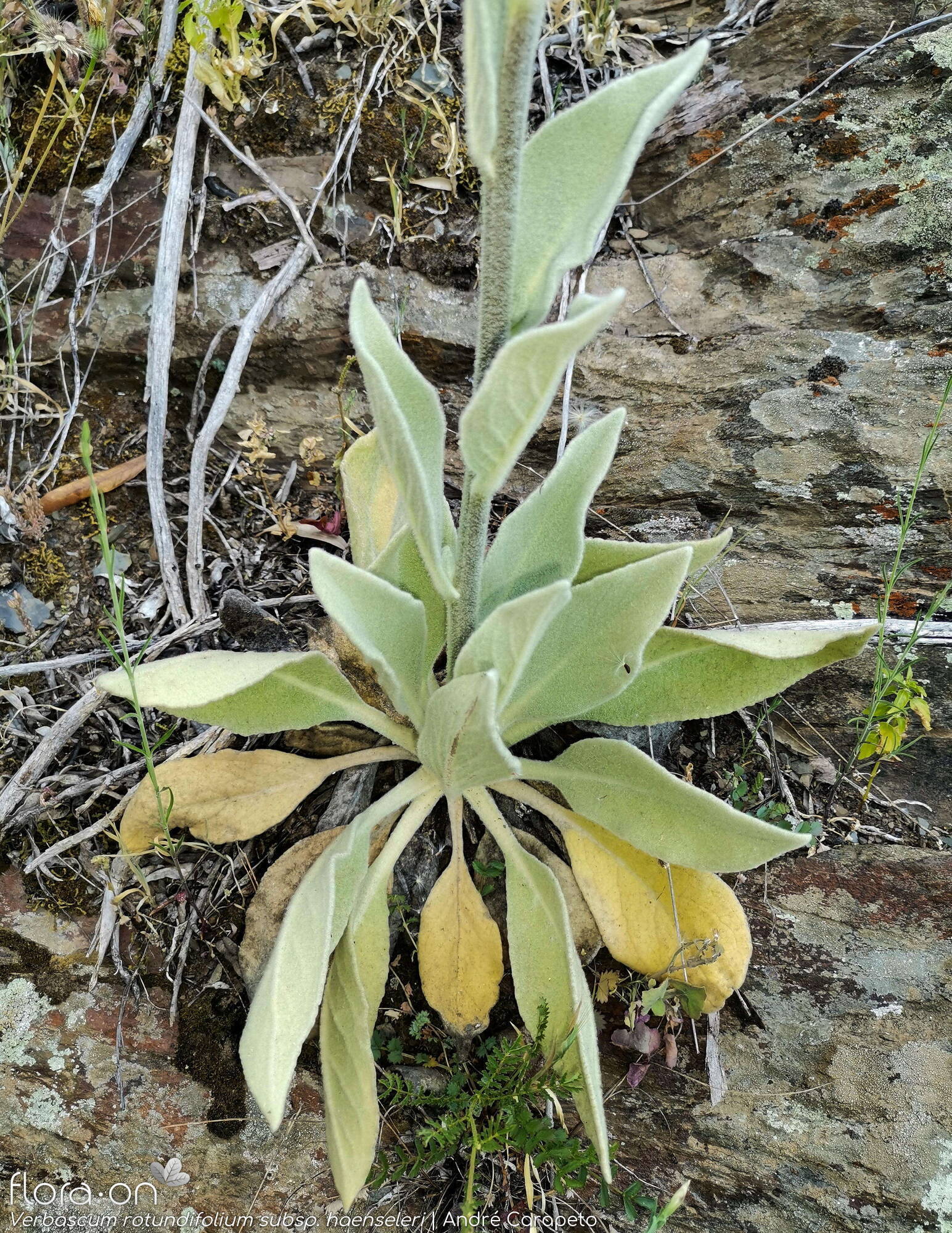 Verbascum rotundifolium haenseleri - Folha (geral) | André Carapeto; CC BY-NC 4.0