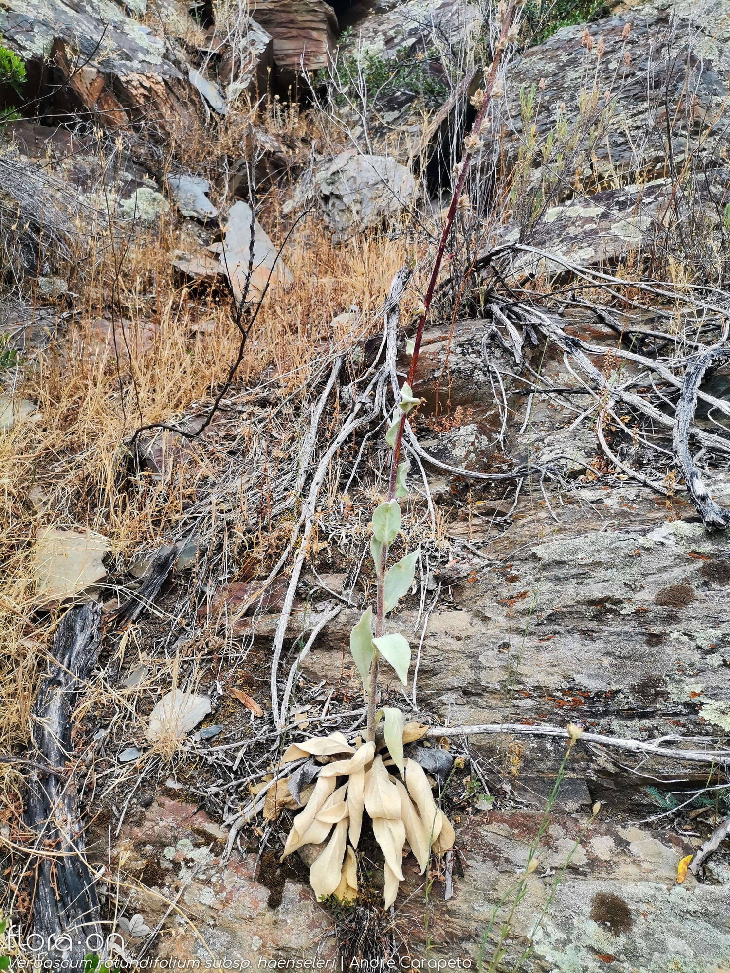 Verbascum rotundifolium haenseleri - Hábito | André Carapeto; CC BY-NC 4.0