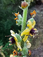 Verbascum rotundifolium