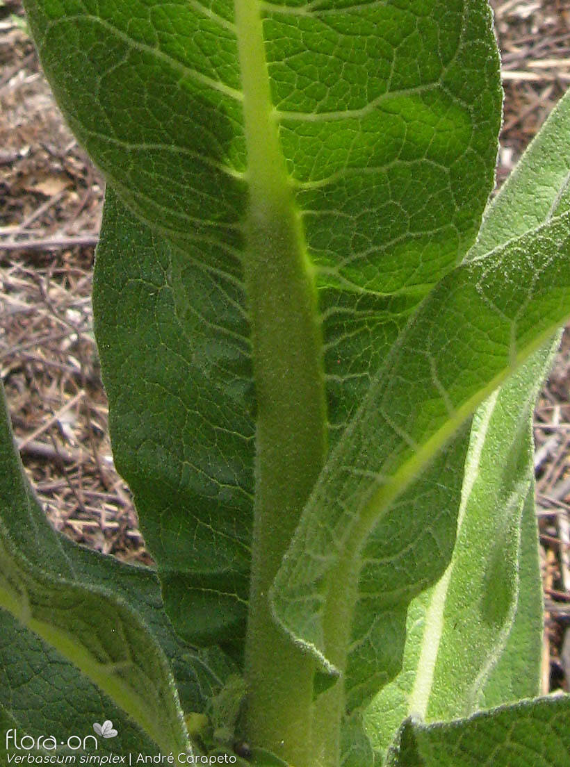 Verbascum simplex - Caule | André Carapeto; CC BY-NC 4.0