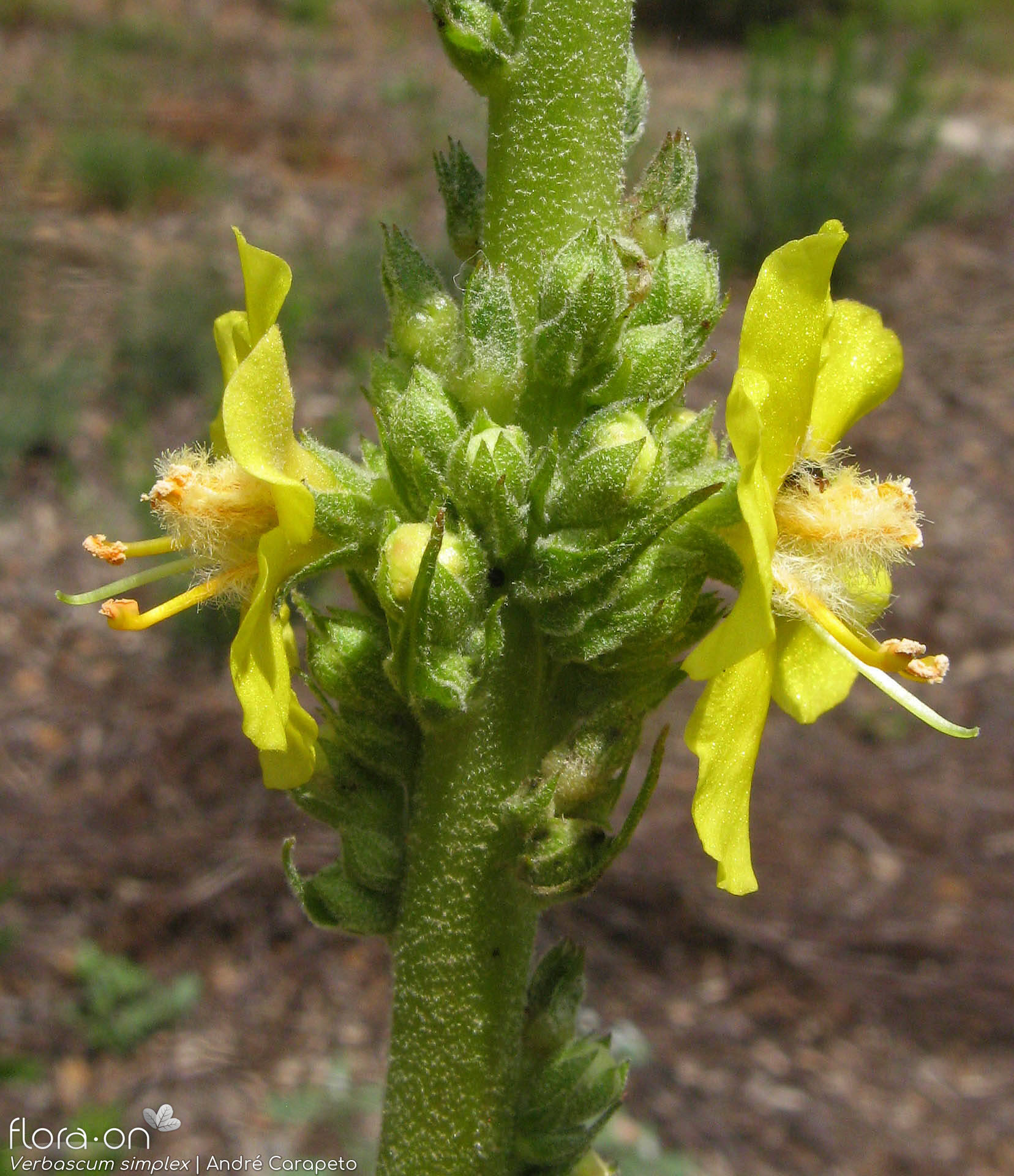 Verbascum simplex - Flor (close-up) | André Carapeto; CC BY-NC 4.0