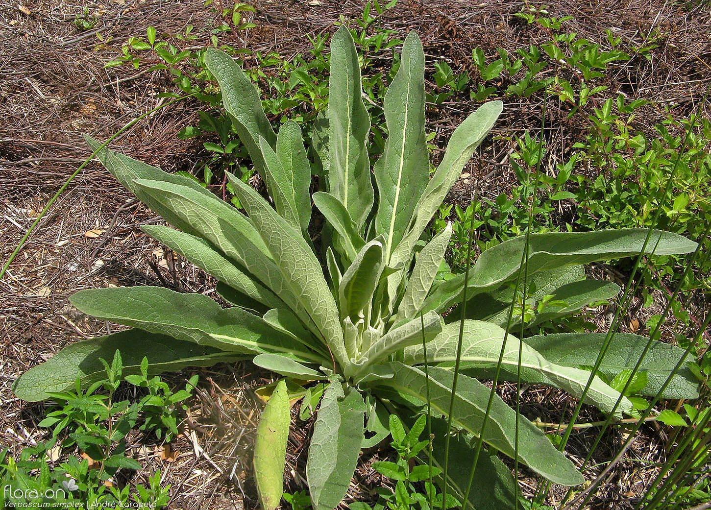 Verbascum simplex - Folha (geral) | André Carapeto; CC BY-NC 4.0