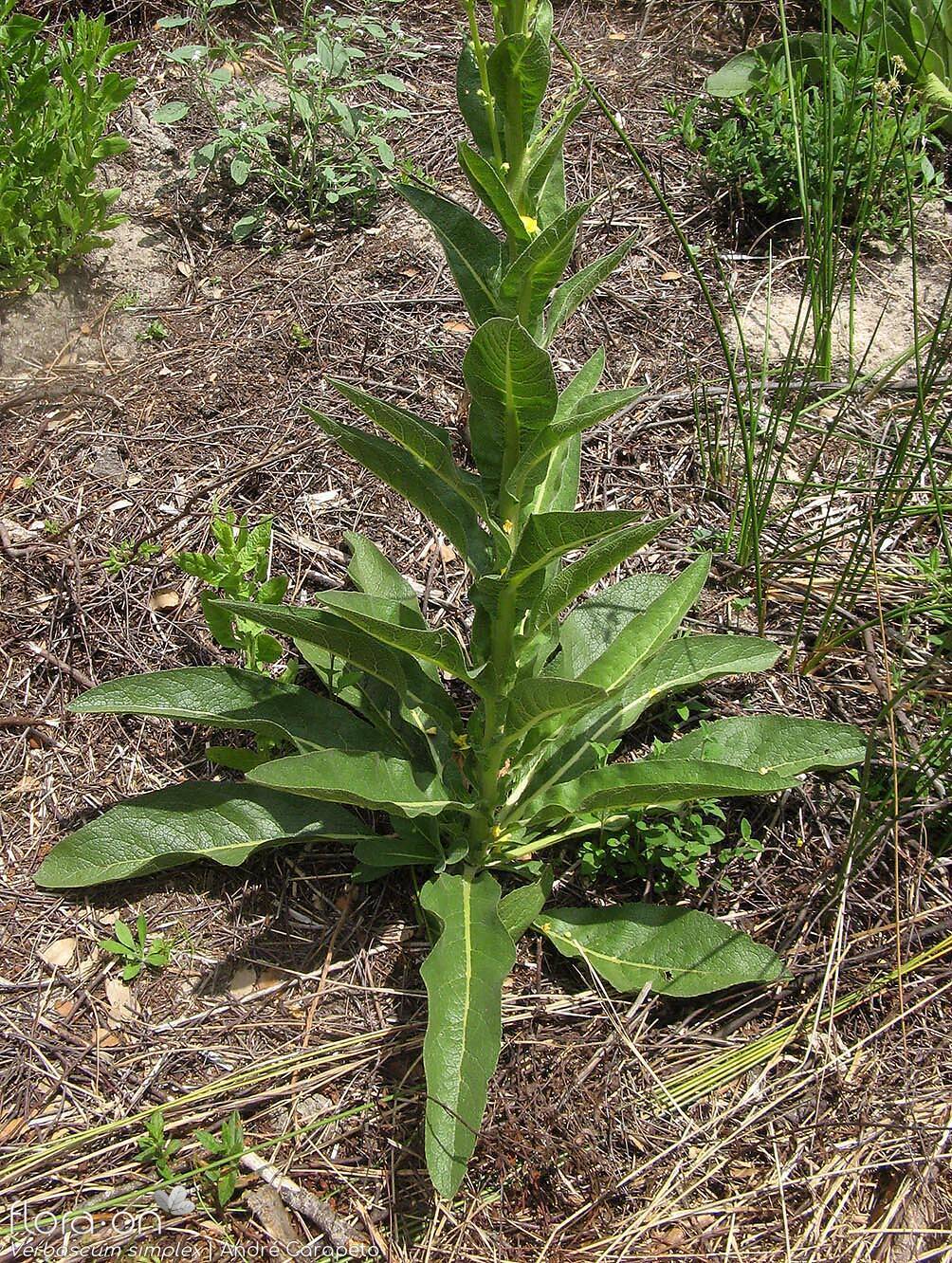 Verbascum simplex - Hábito | André Carapeto; CC BY-NC 4.0