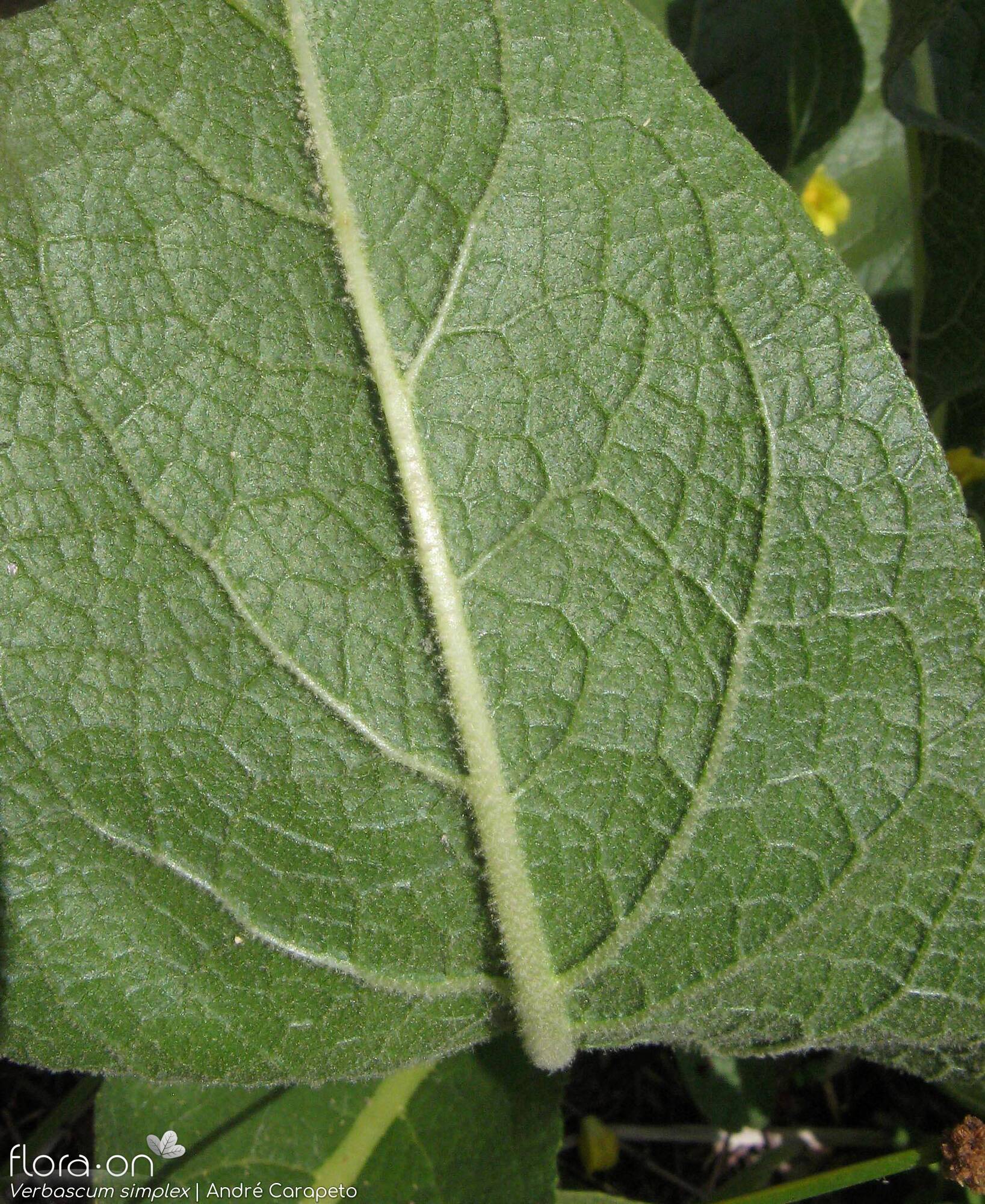 Verbascum simplex - Folha | André Carapeto; CC BY-NC 4.0