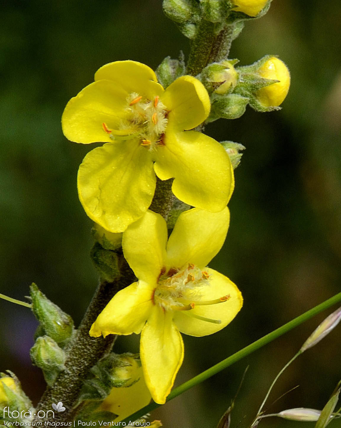 Verbascum thapsus - Flor (close-up) | Paulo Ventura Araújo; CC BY-NC 4.0