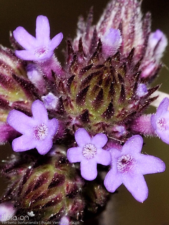 Verbena bonariensis - Flor (close-up) | Paulo Ventura Araújo; CC BY-NC 4.0
