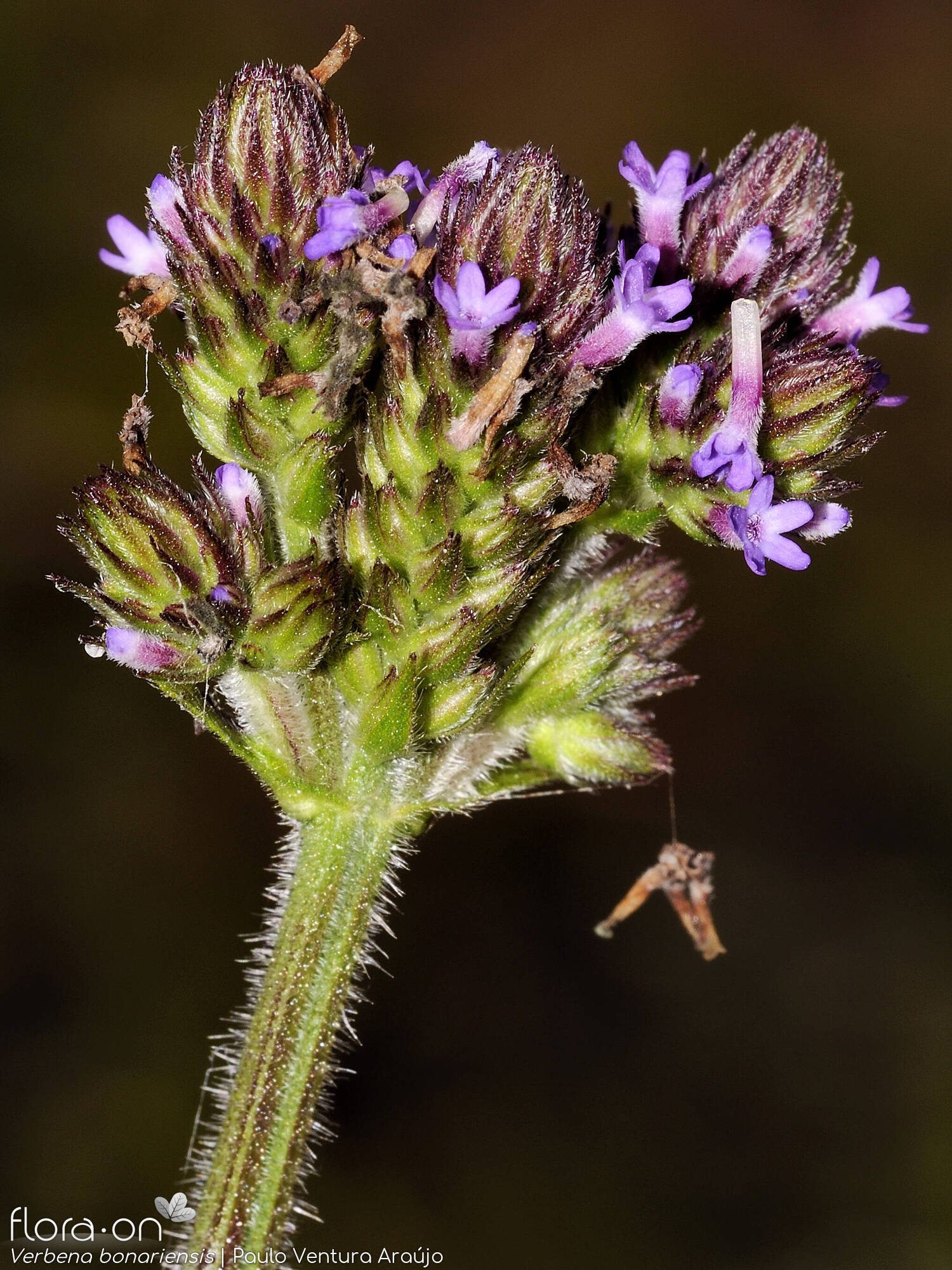 Verbena incompta - Flor (close-up) | Paulo Ventura Araújo; CC BY-NC 4.0