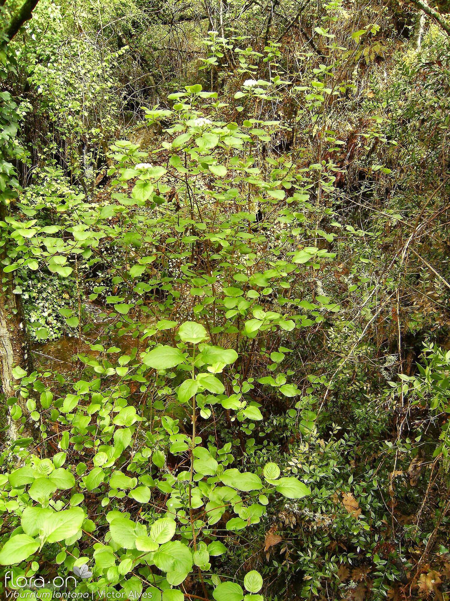 Viburnum lantana - Habitat | Victor Manuel Alves; CC BY-NC 4.0