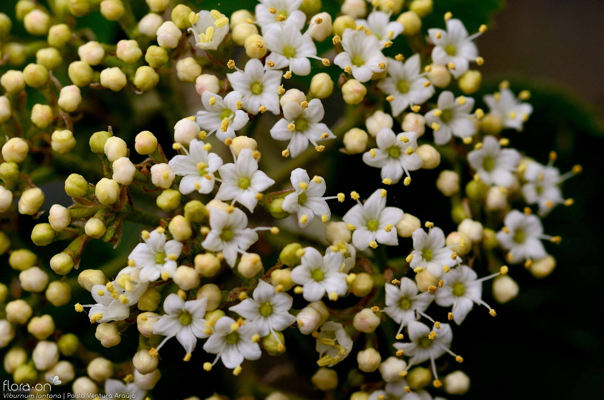Viburnum lantana - Flor (close-up) | Paulo Ventura Araújo; CC BY-NC 4.0