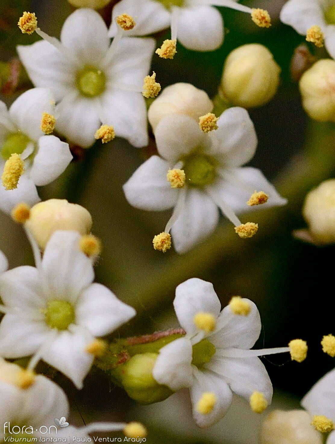 Viburnum lantana - Flor (close-up) | Paulo Ventura Araújo; CC BY-NC 4.0