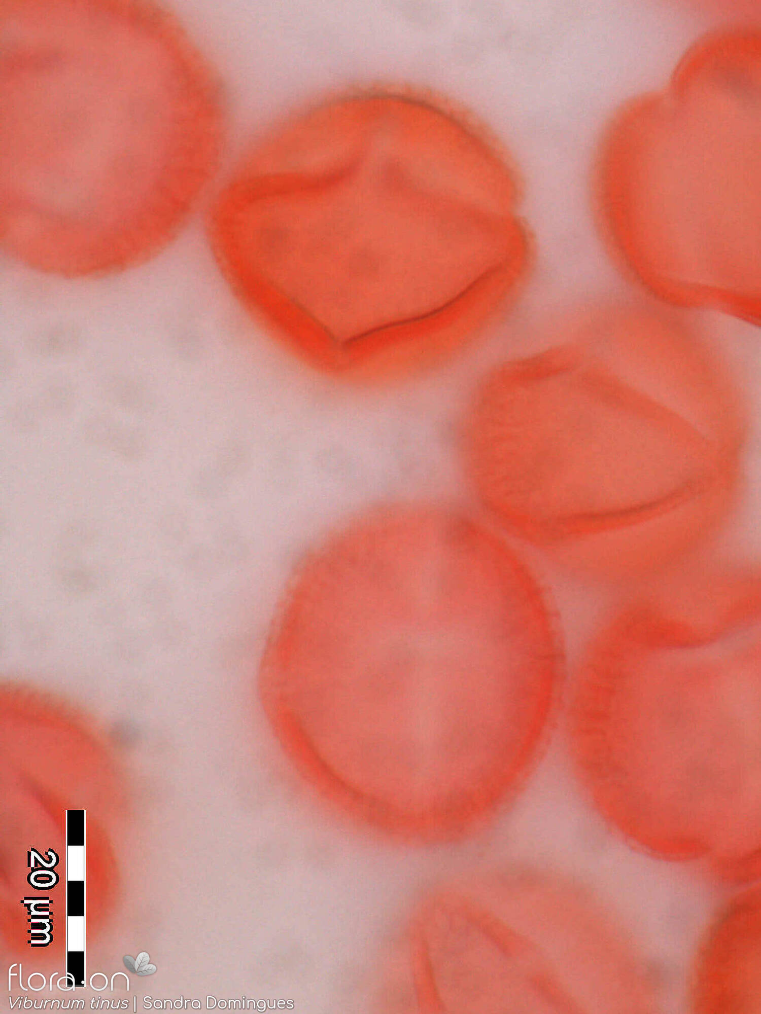 Viburnum tinus - Pólen | Sandra Domingues; CC BY-NC 4.0