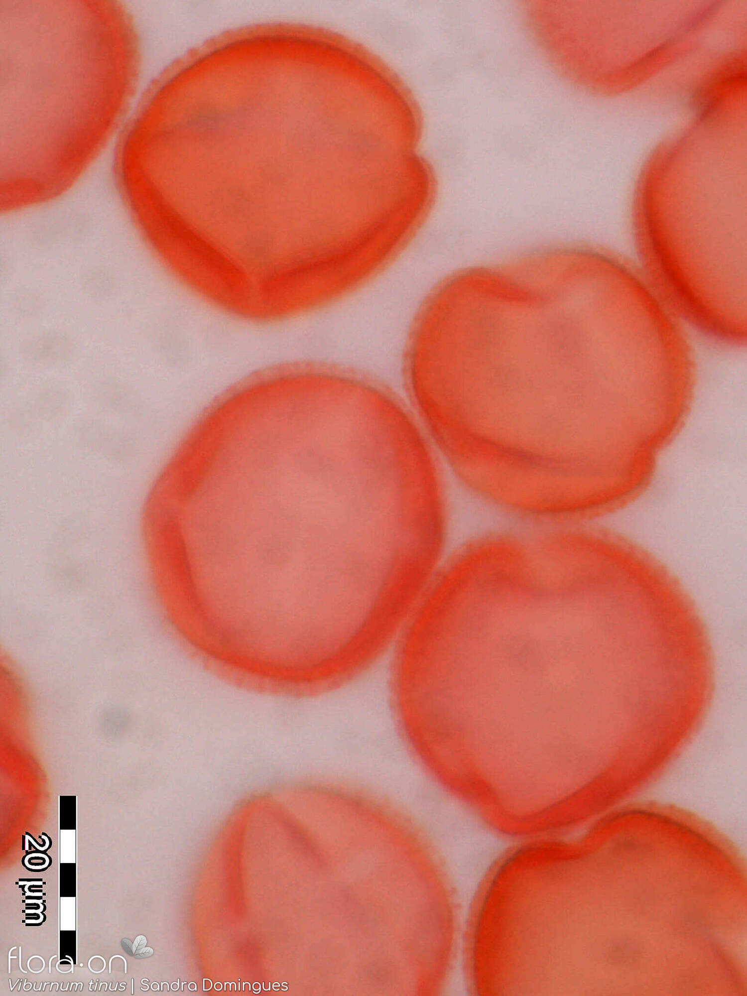 Viburnum tinus - Pólen | Sandra Domingues; CC BY-NC 4.0