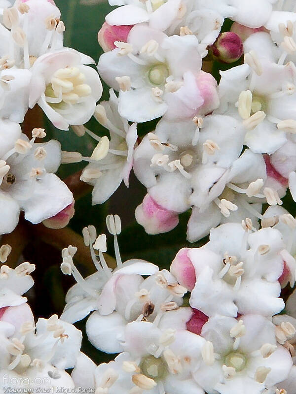 Viburnum tinus - Flor (close-up) | Miguel Porto; CC BY-NC 4.0