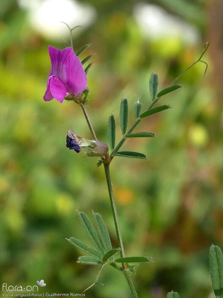 Vicia angustifolia