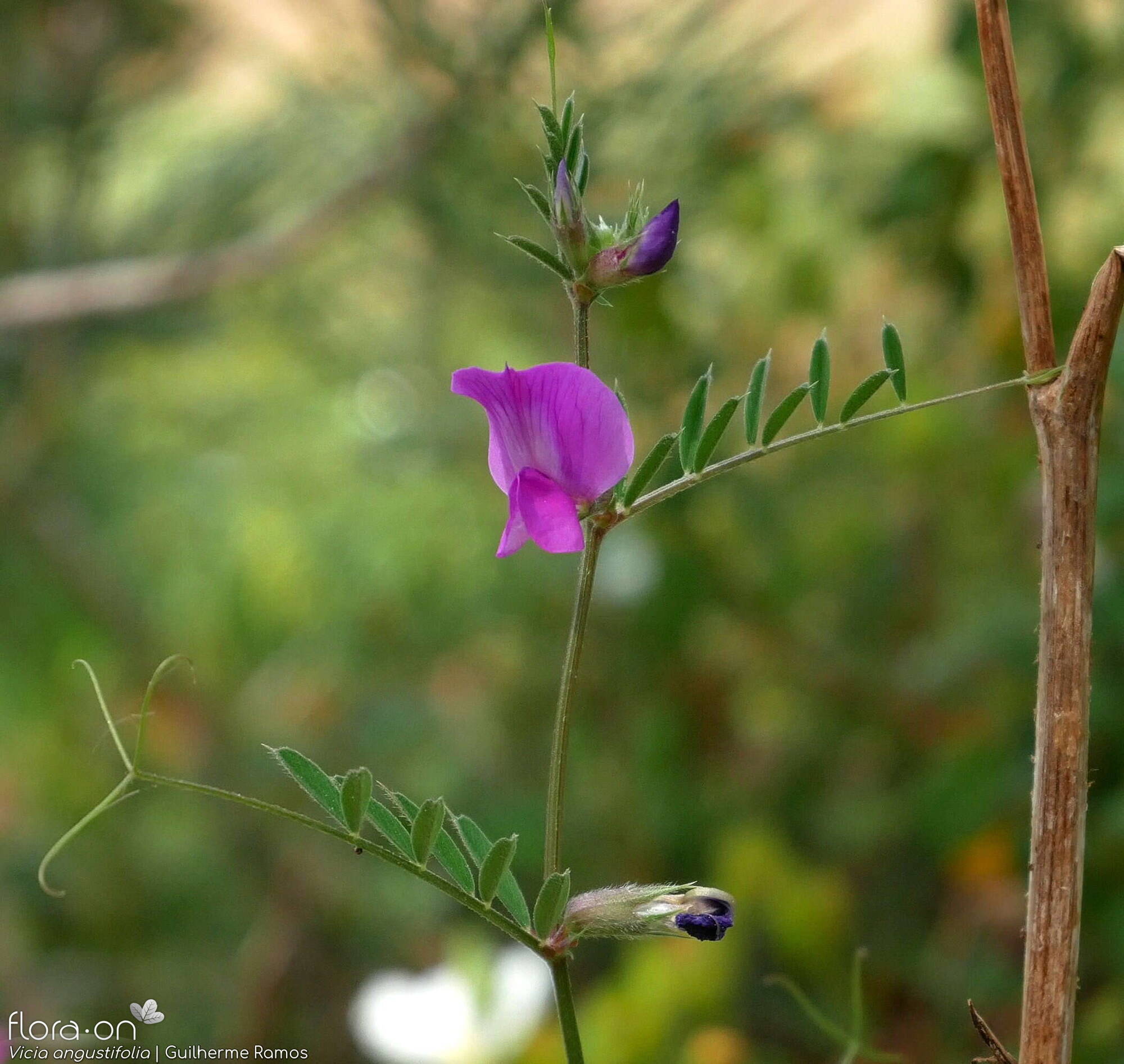 Vicia angustifolia - Flor (geral) | Guilherme Ramos; CC BY-NC 4.0
