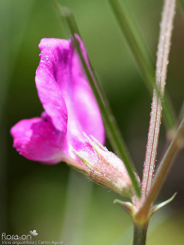 Vicia angustifolia - Flor (close-up) | Carlos Aguiar; CC BY-NC 4.0