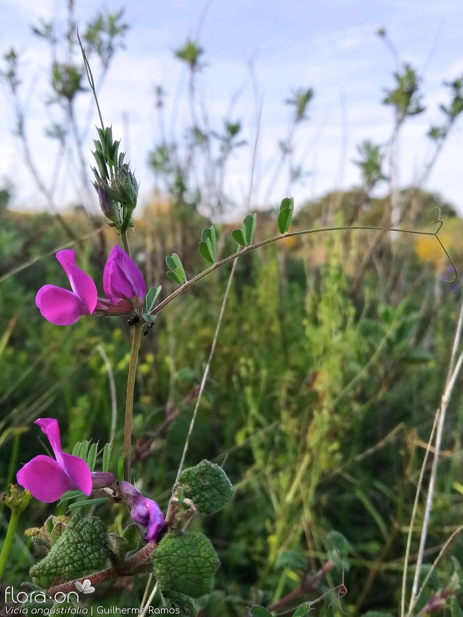 Vicia angustifolia - Hábito | Guilherme Ramos; CC BY-NC 4.0