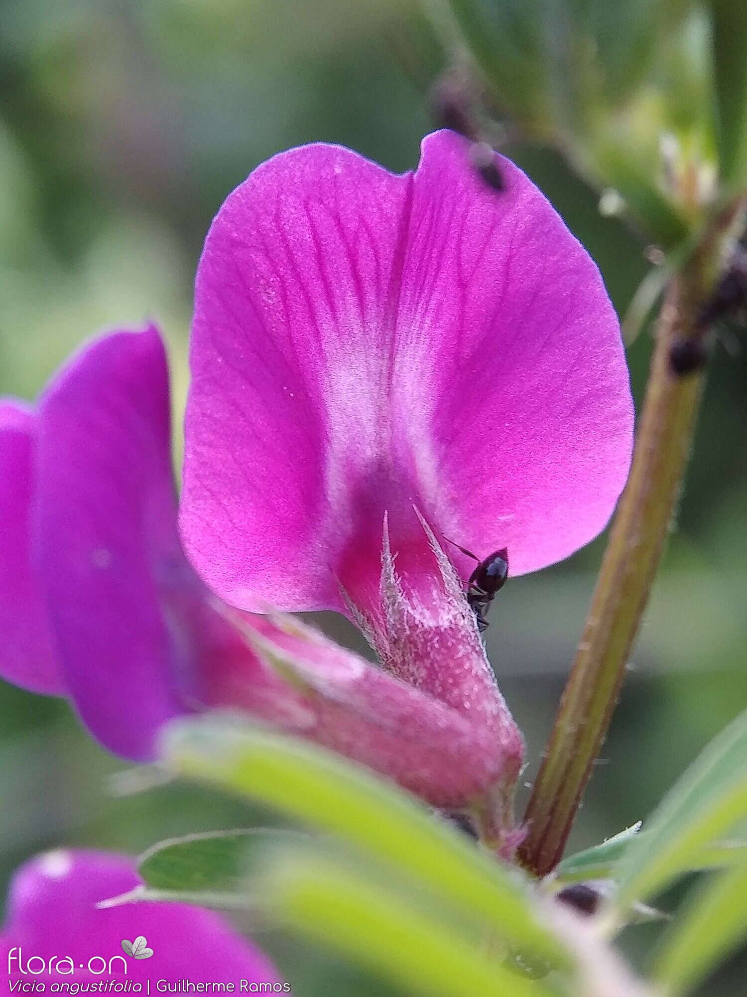Vicia angustifolia - Flor (close-up) | Guilherme Ramos; CC BY-NC 4.0