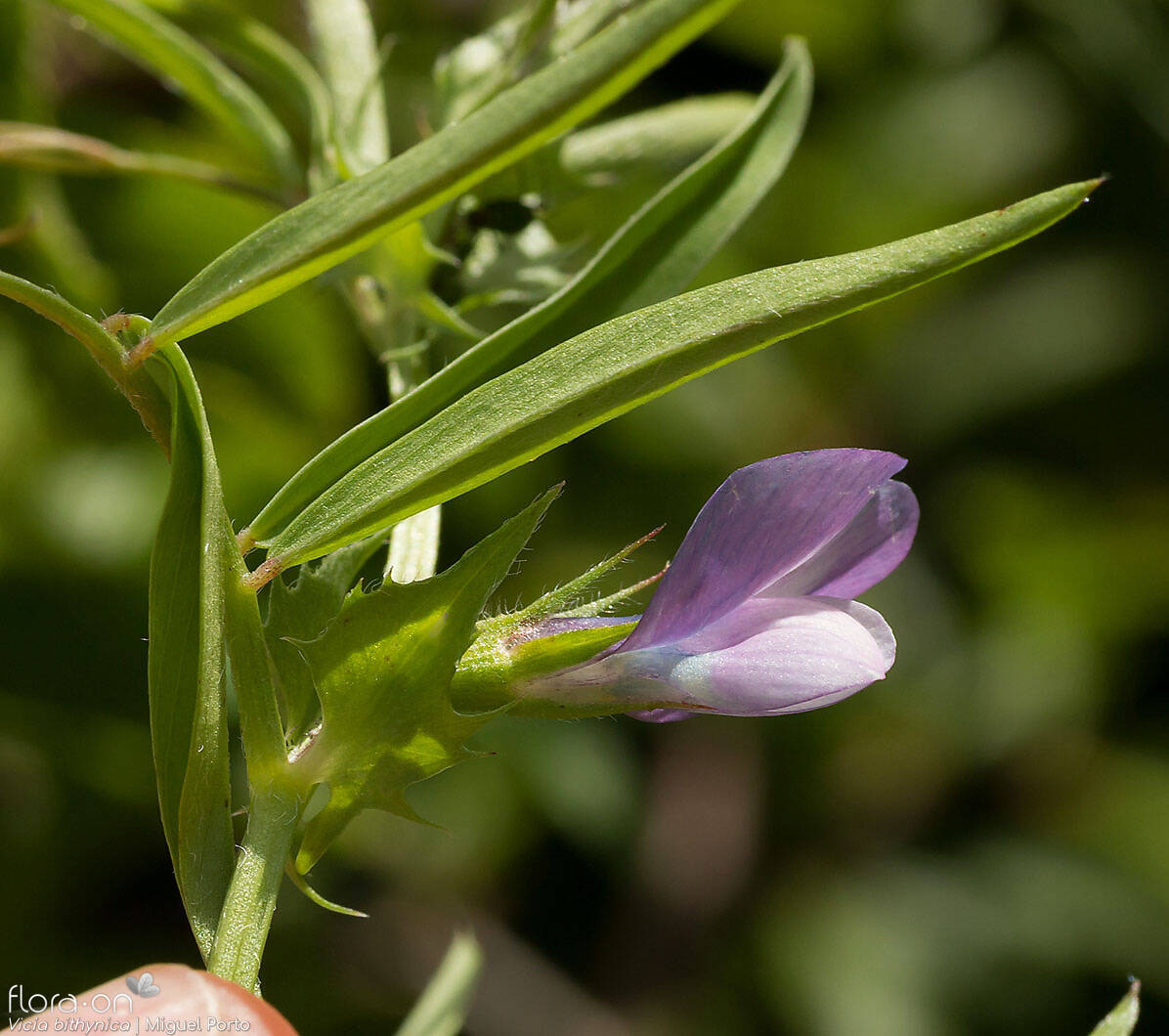 Vicia bithynica - Flor (close-up) | Miguel Porto; CC BY-NC 4.0
