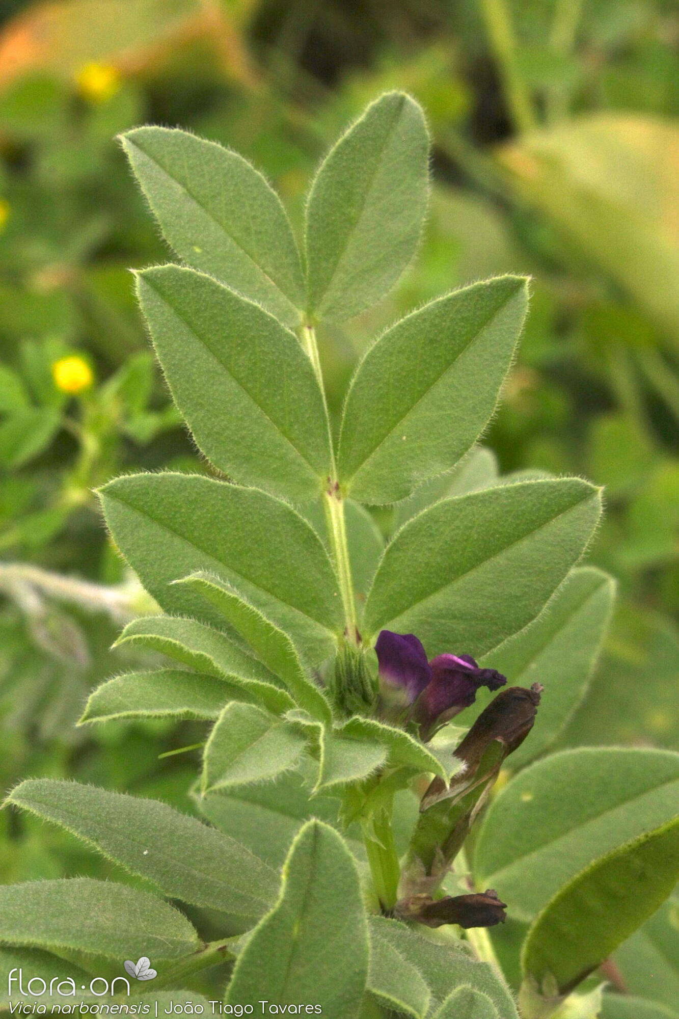 Vicia narbonensis-(1) - Folha | João Tiago Tavares; CC BY-NC 4.0