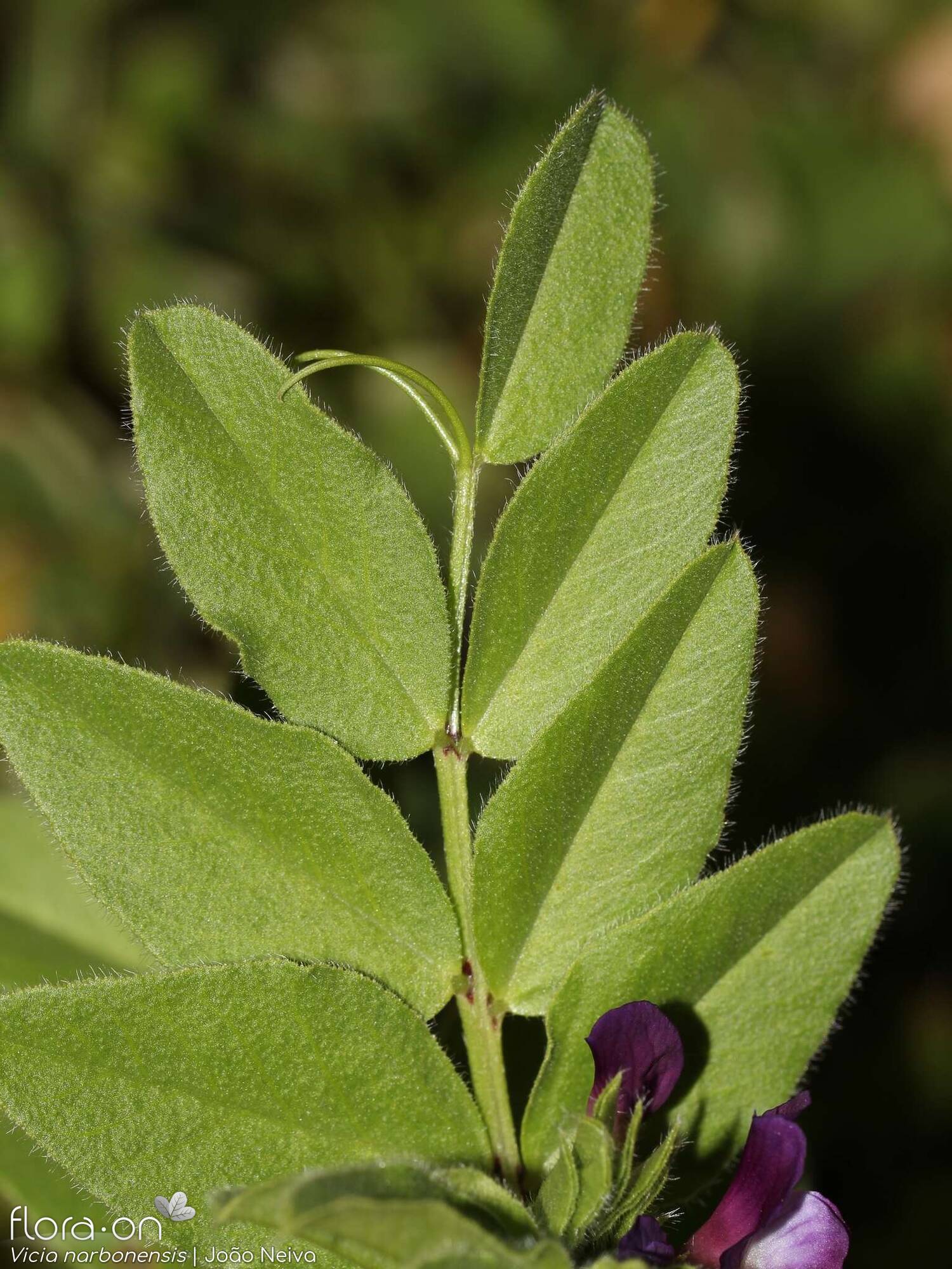 Vicia narbonensis-(1) - Folha | João Neiva; CC BY-NC 4.0