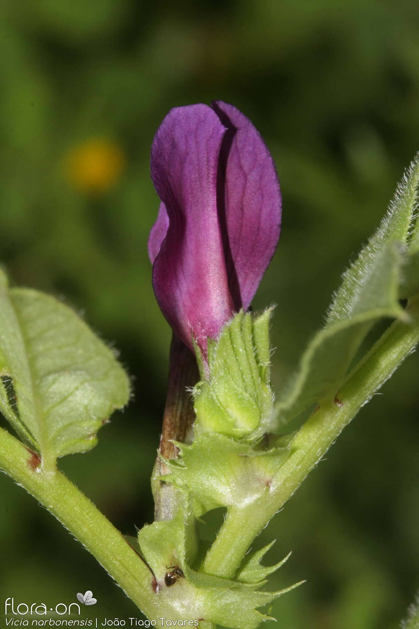 Vicia narbonensis-(1) - Flor (close-up) | João Tiago Tavares; CC BY-NC 4.0