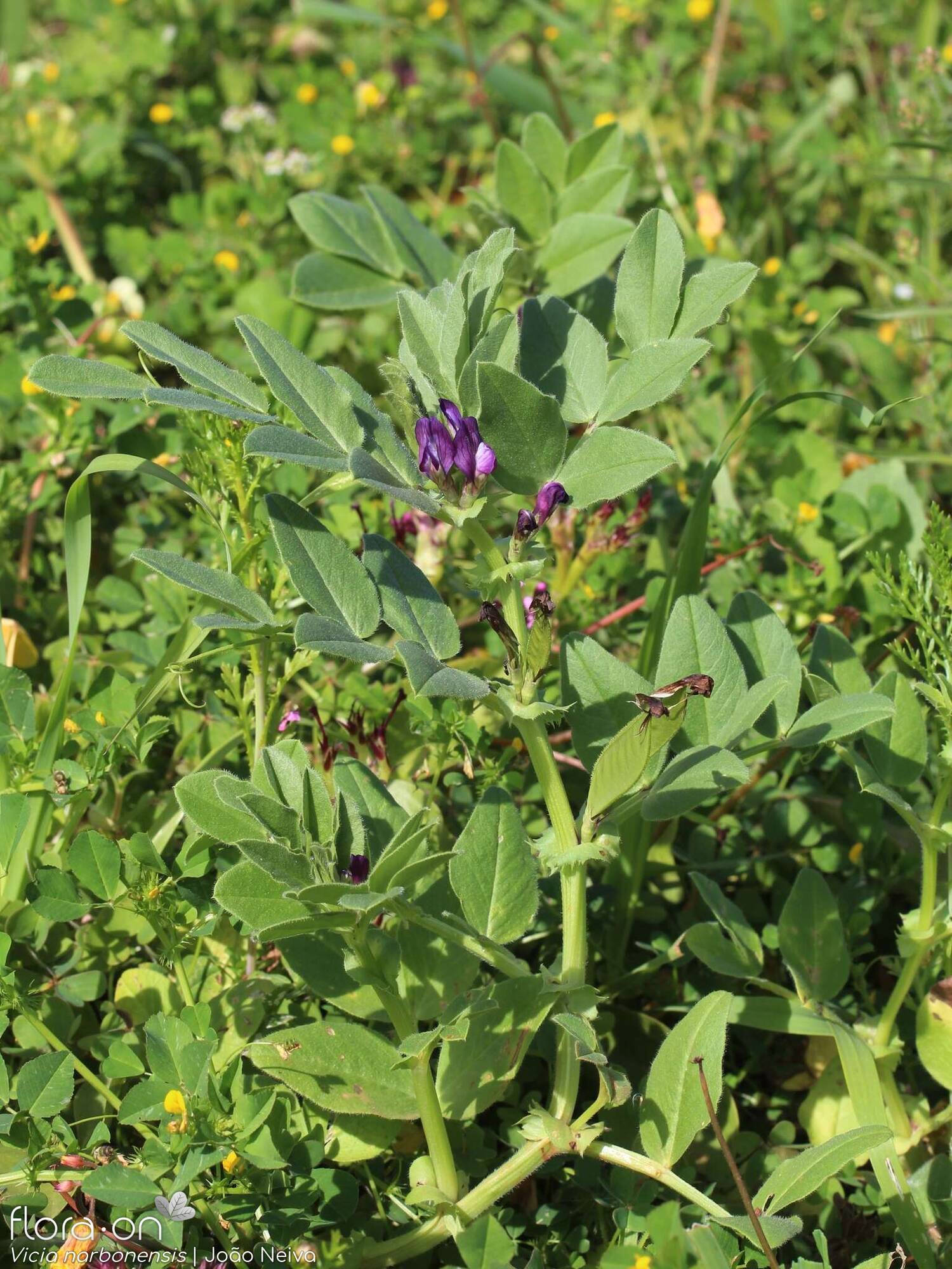 Vicia narbonensis-(1) - Hábito | João Neiva; CC BY-NC 4.0