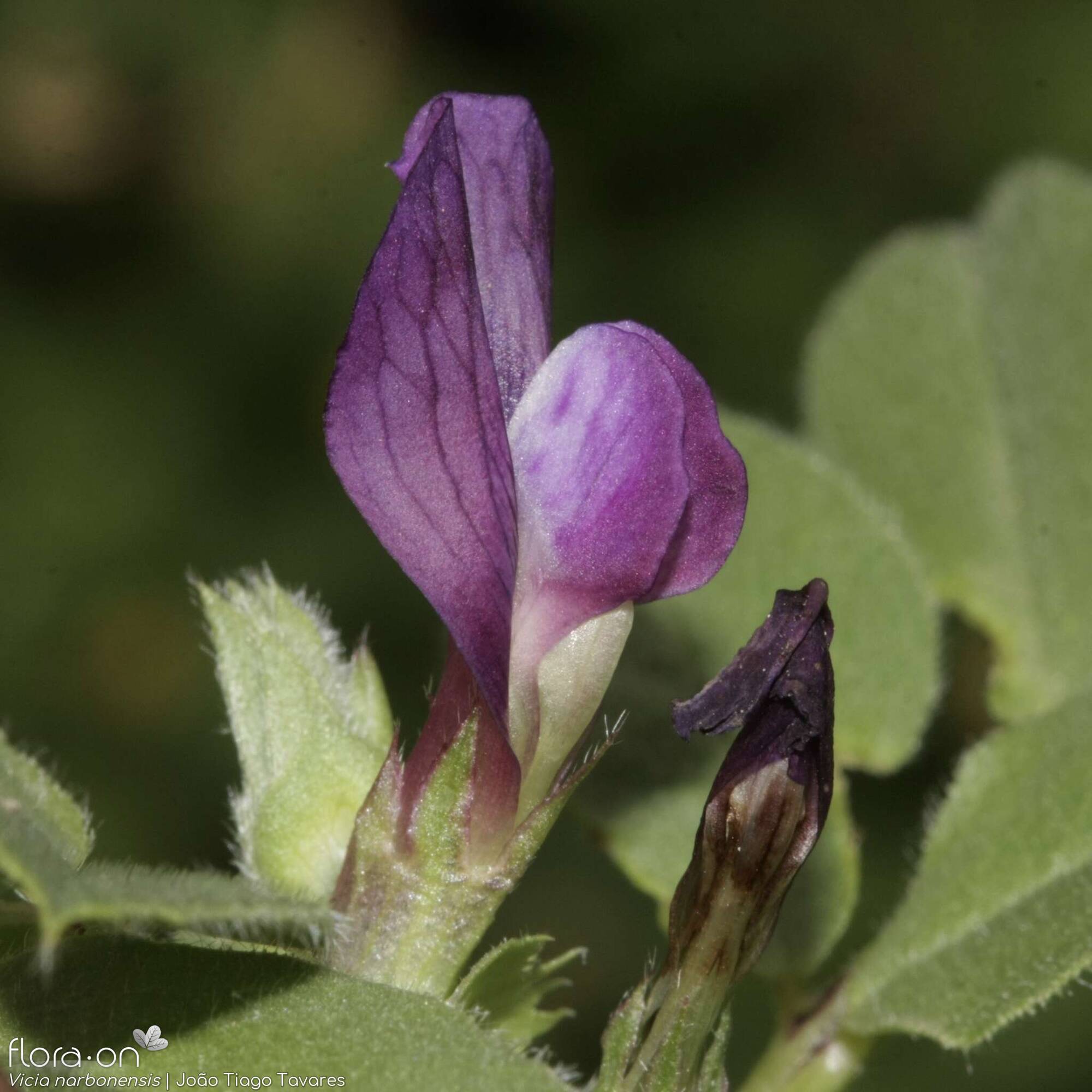 Vicia narbonensis-(1) - Flor (close-up) | João Tiago Tavares; CC BY-NC 4.0