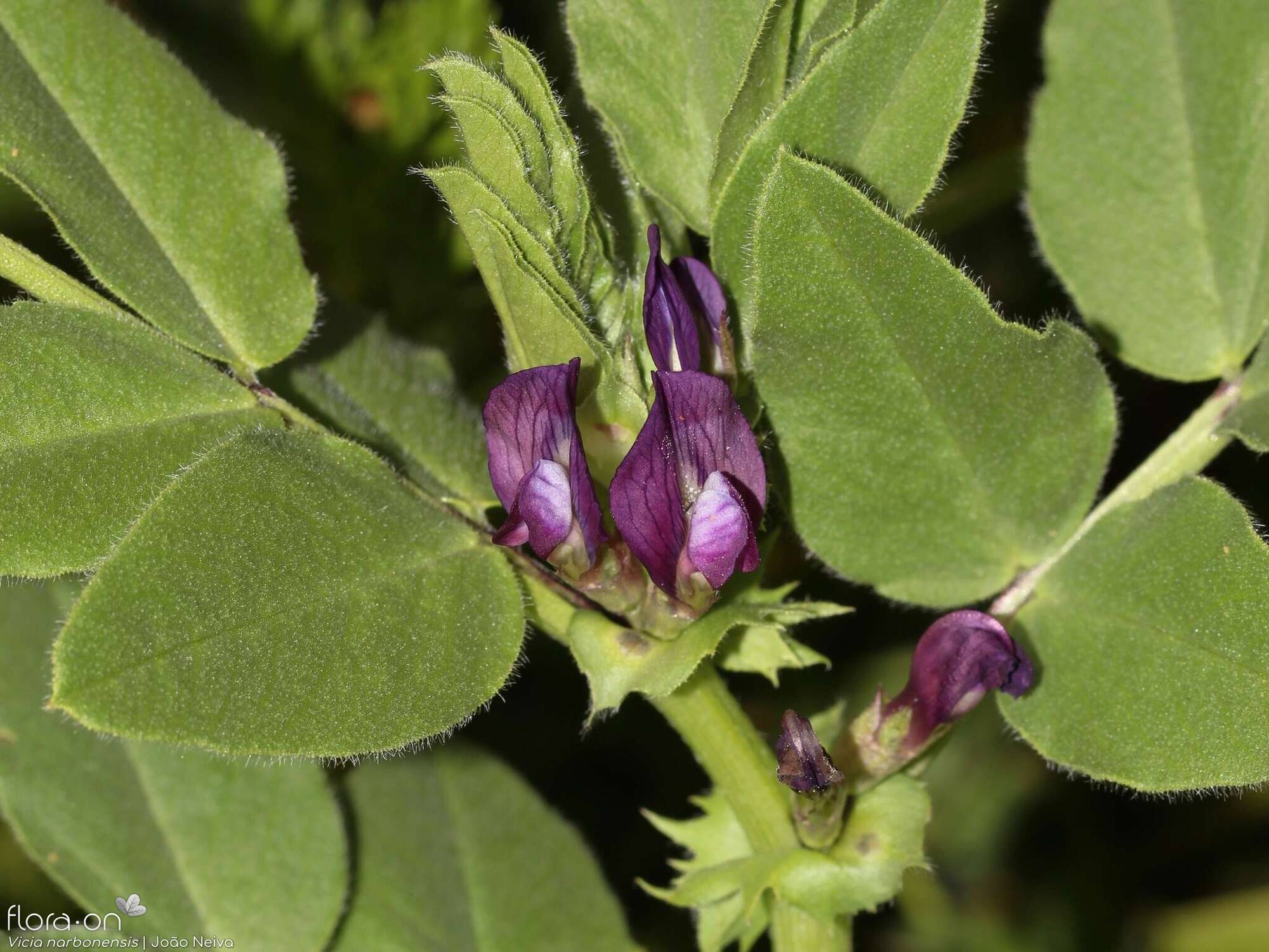 Vicia narbonensis-(1) - Flor (geral) | João Neiva; CC BY-NC 4.0