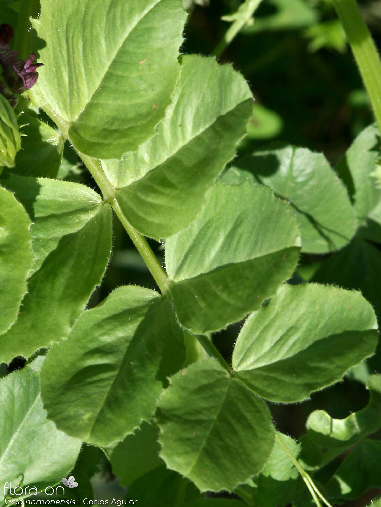 Vicia narbonensis-(2) - Folha | Carlos Aguiar; CC BY-NC 4.0