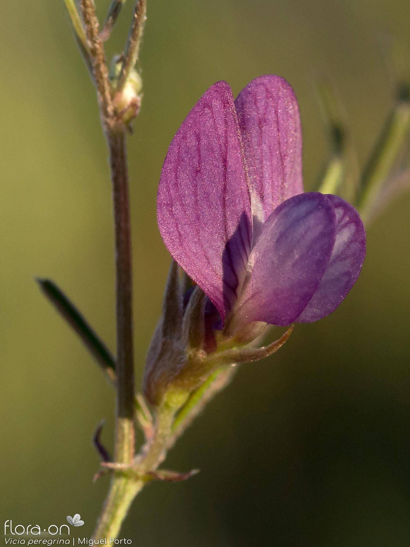 Vicia peregrina - Flor (close-up) | Miguel Porto; CC BY-NC 4.0
