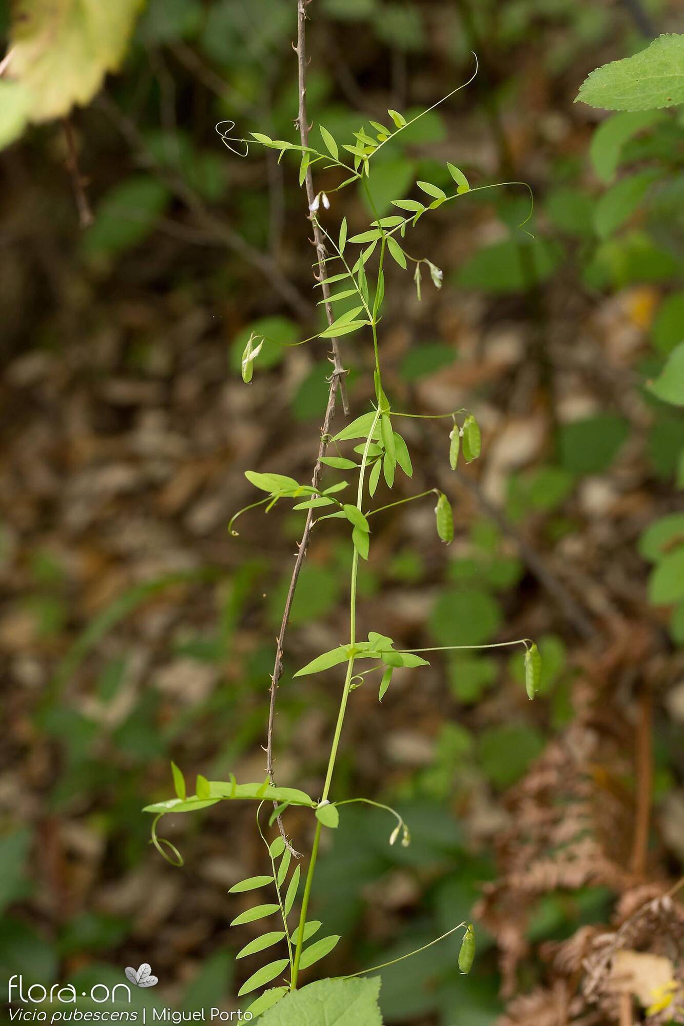 Vicia pubescens - Hábito | Miguel Porto; CC BY-NC 4.0