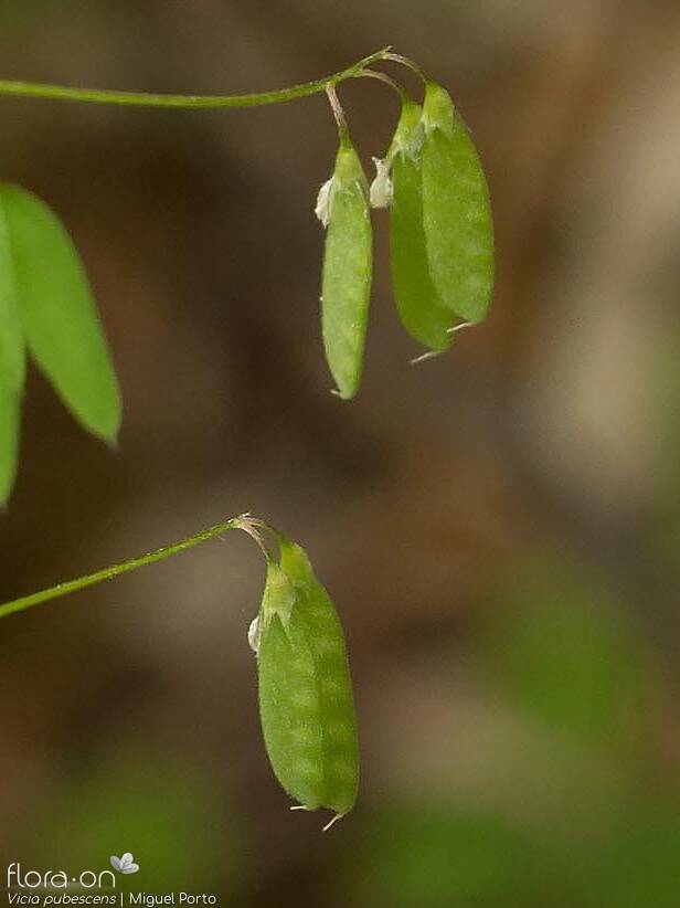 Vicia pubescens - Fruto | Miguel Porto; CC BY-NC 4.0