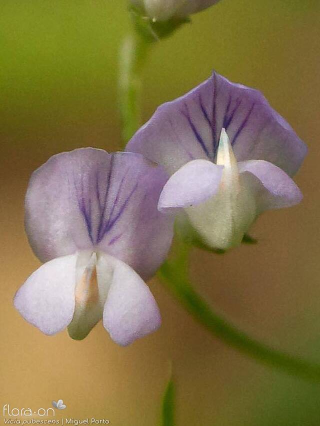 Vicia pubescens - Flor (close-up) | Miguel Porto; CC BY-NC 4.0