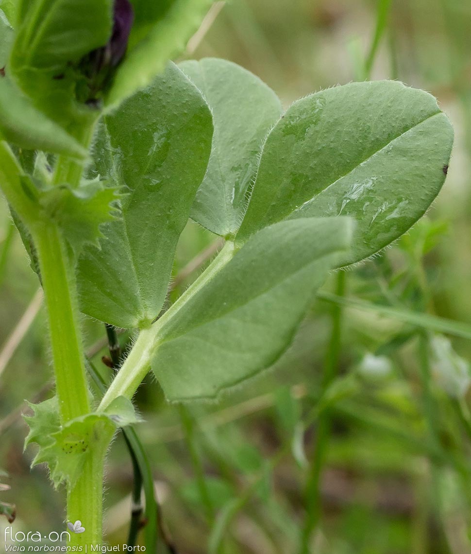 Vicia serratifolia - Folha | Miguel Porto; CC BY-NC 4.0