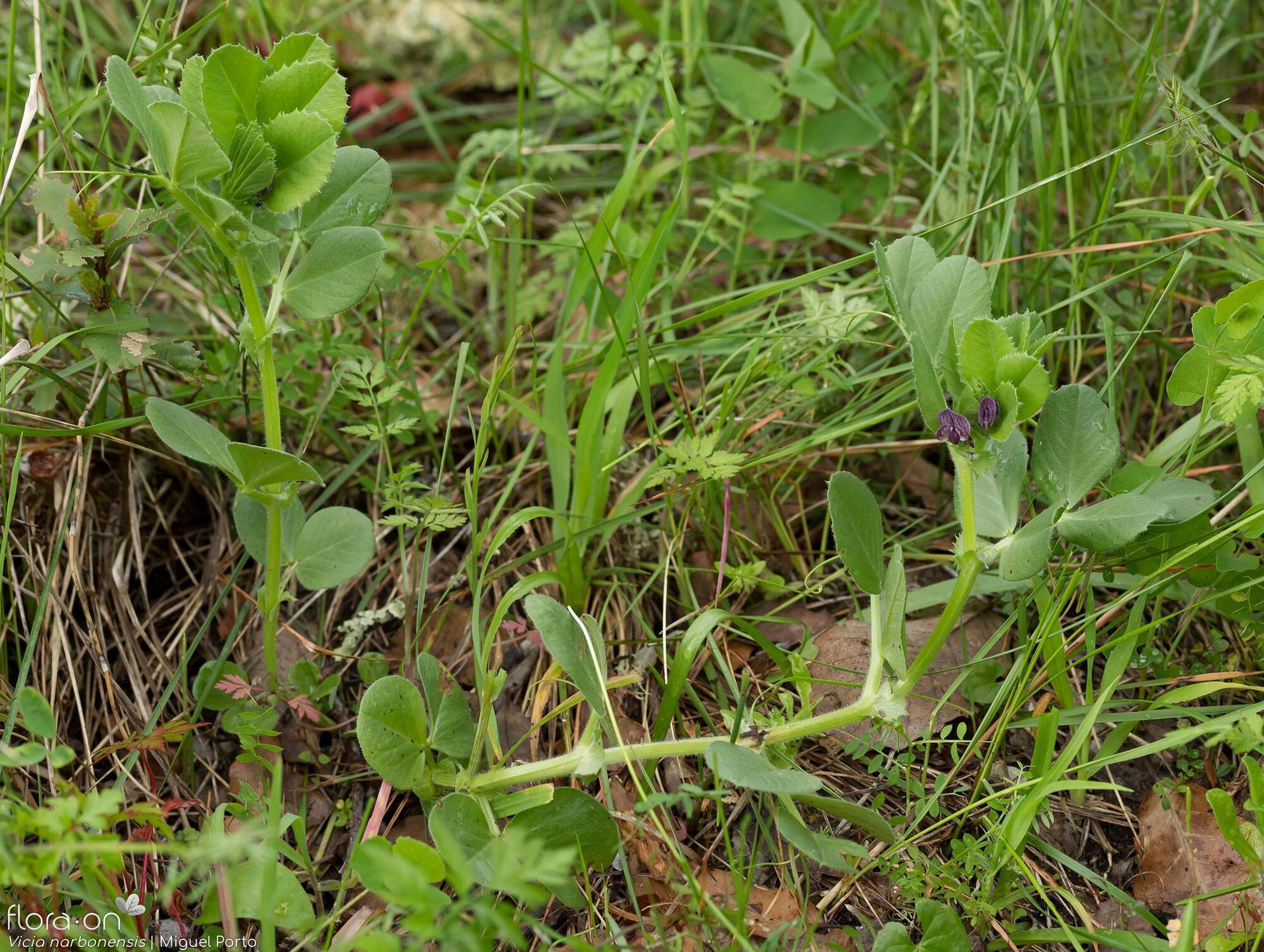 Vicia serratifolia - Hábito | Miguel Porto; CC BY-NC 4.0