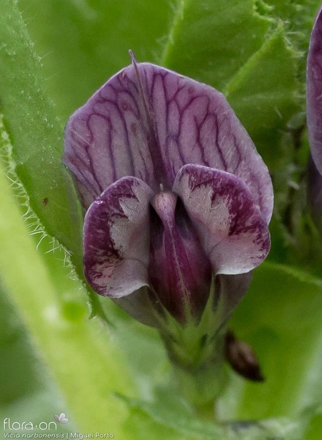 Vicia serratifolia - Flor (close-up) | Miguel Porto; CC BY-NC 4.0