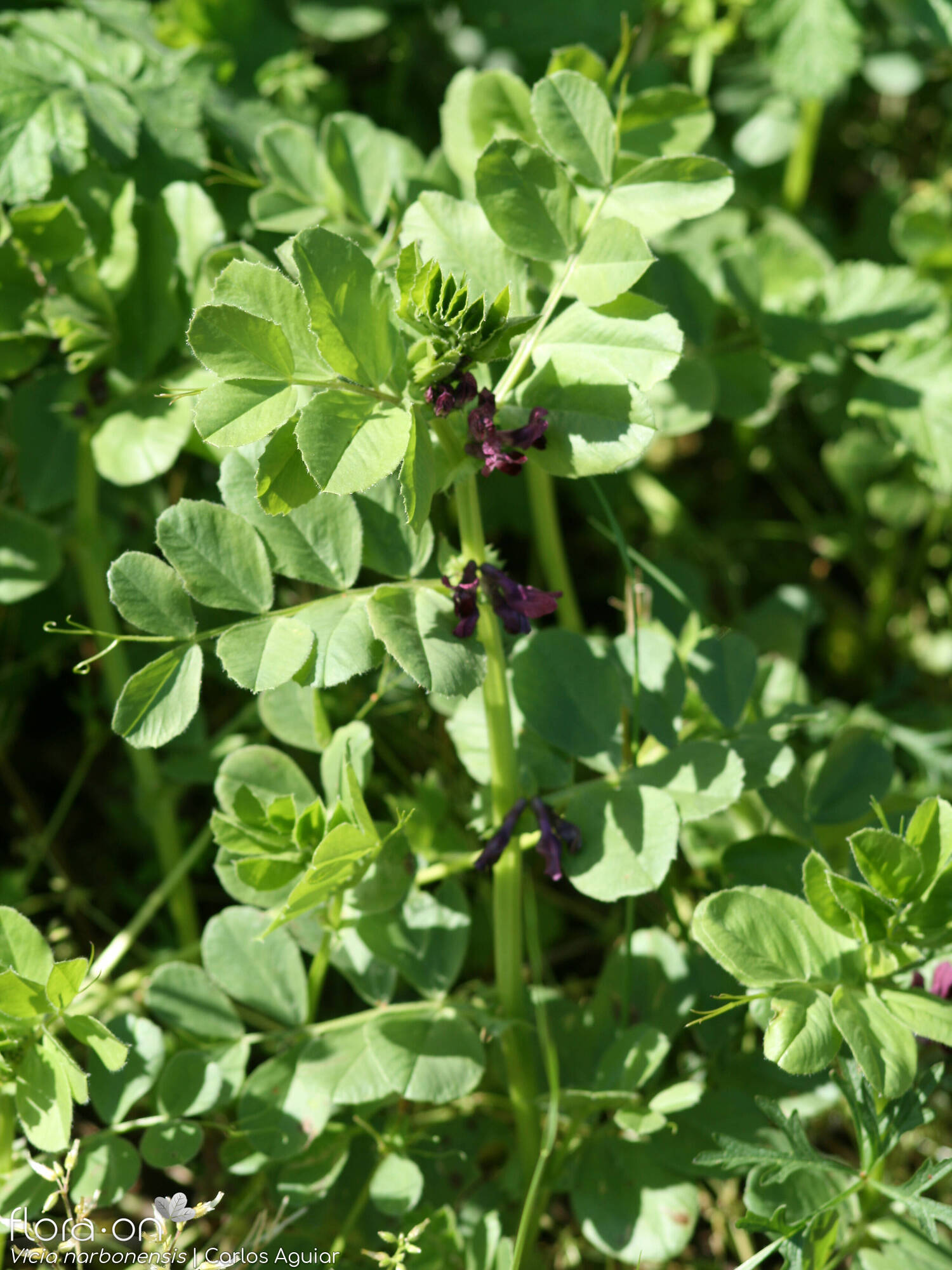 Vicia serratifolia - Hábito | Carlos Aguiar; CC BY-NC 4.0