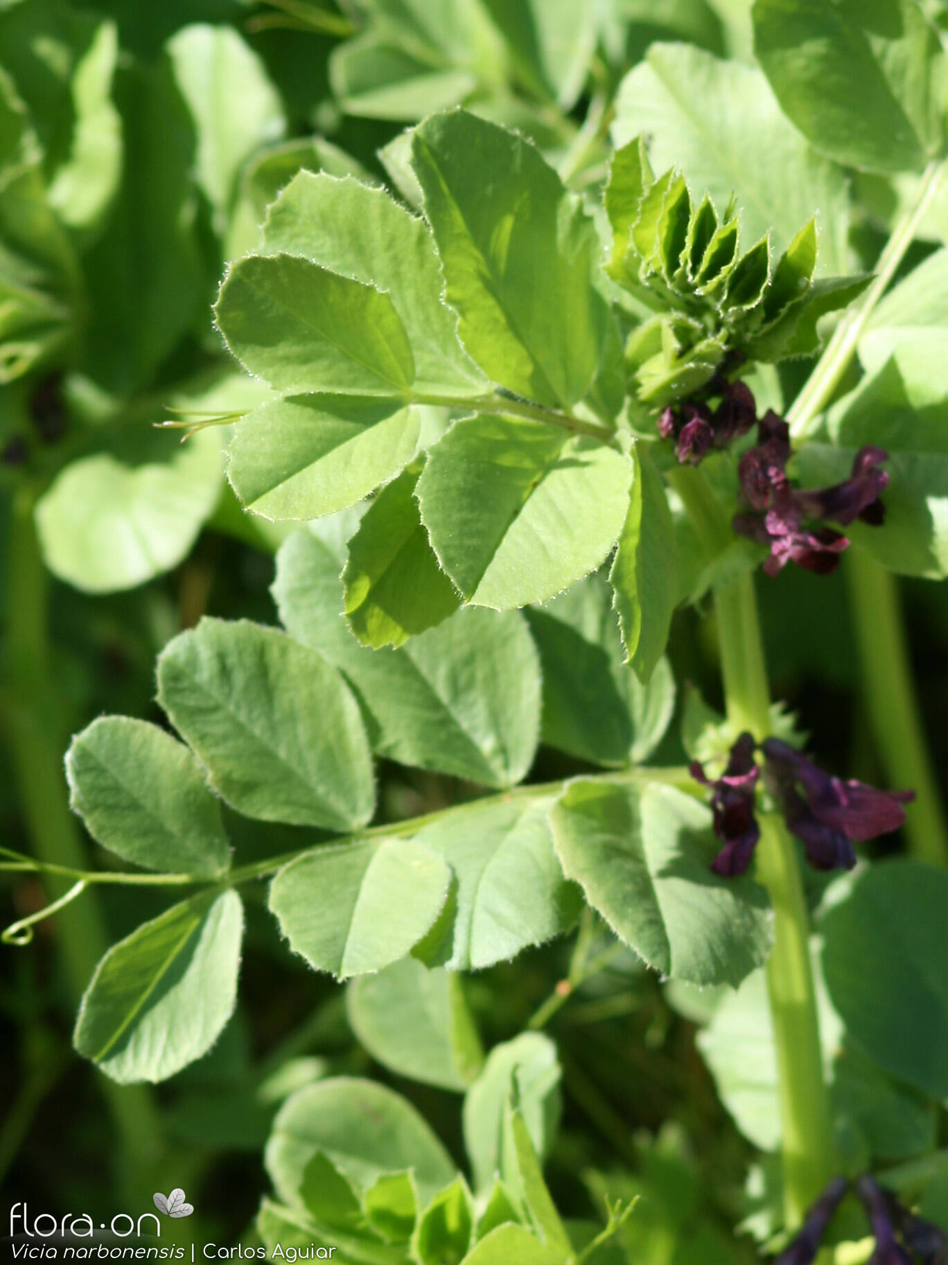 Vicia serratifolia - Folha (geral) | Carlos Aguiar; CC BY-NC 4.0