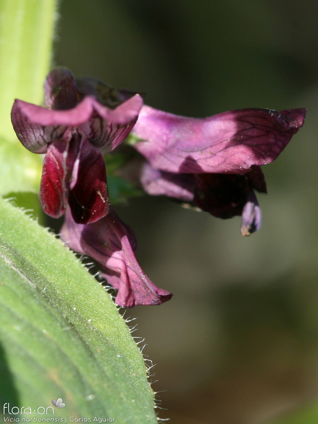 Vicia serratifolia - Flor (close-up) | Carlos Aguiar; CC BY-NC 4.0