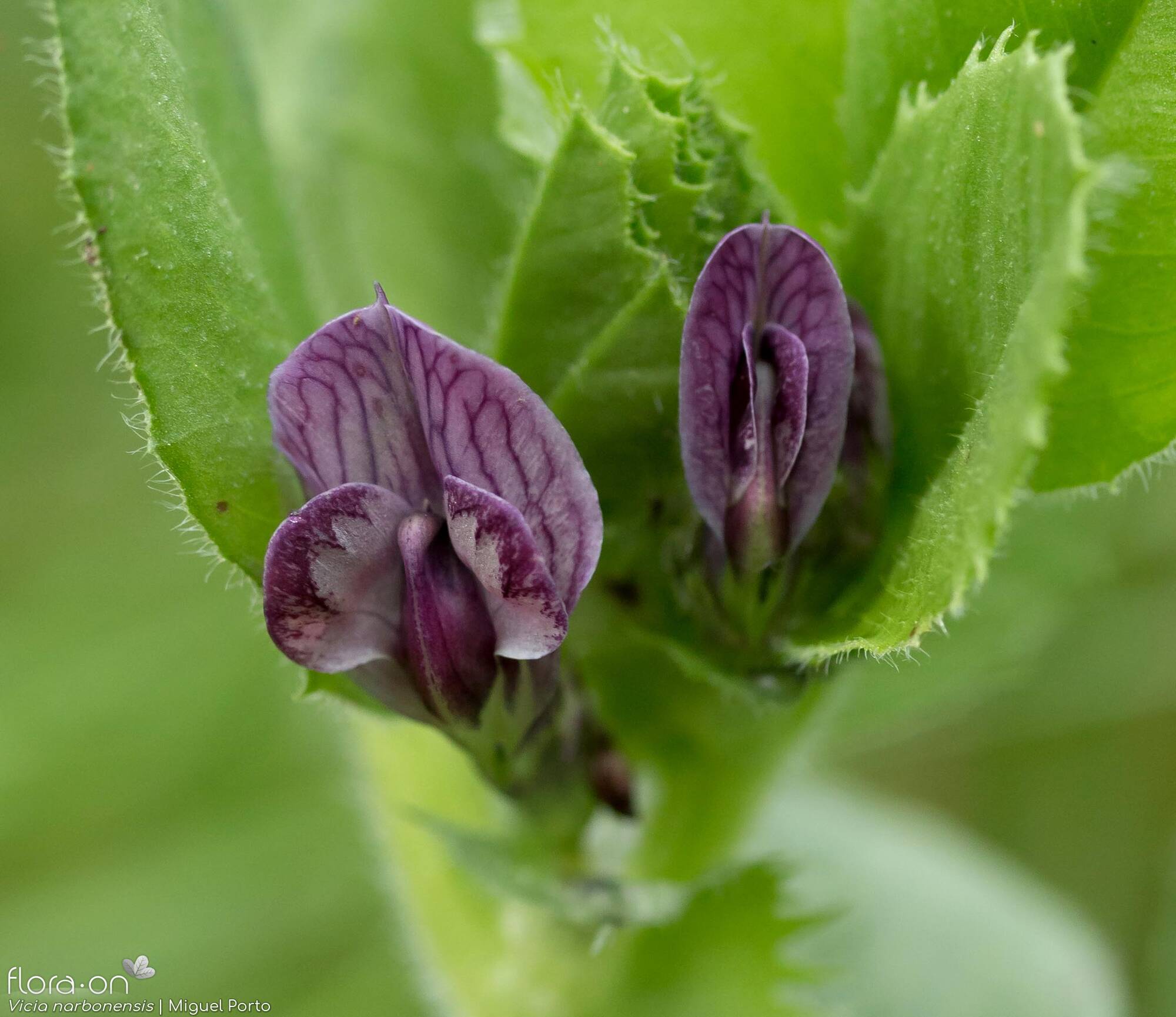 Vicia serratifolia - Flor (close-up) | Miguel Porto; CC BY-NC 4.0