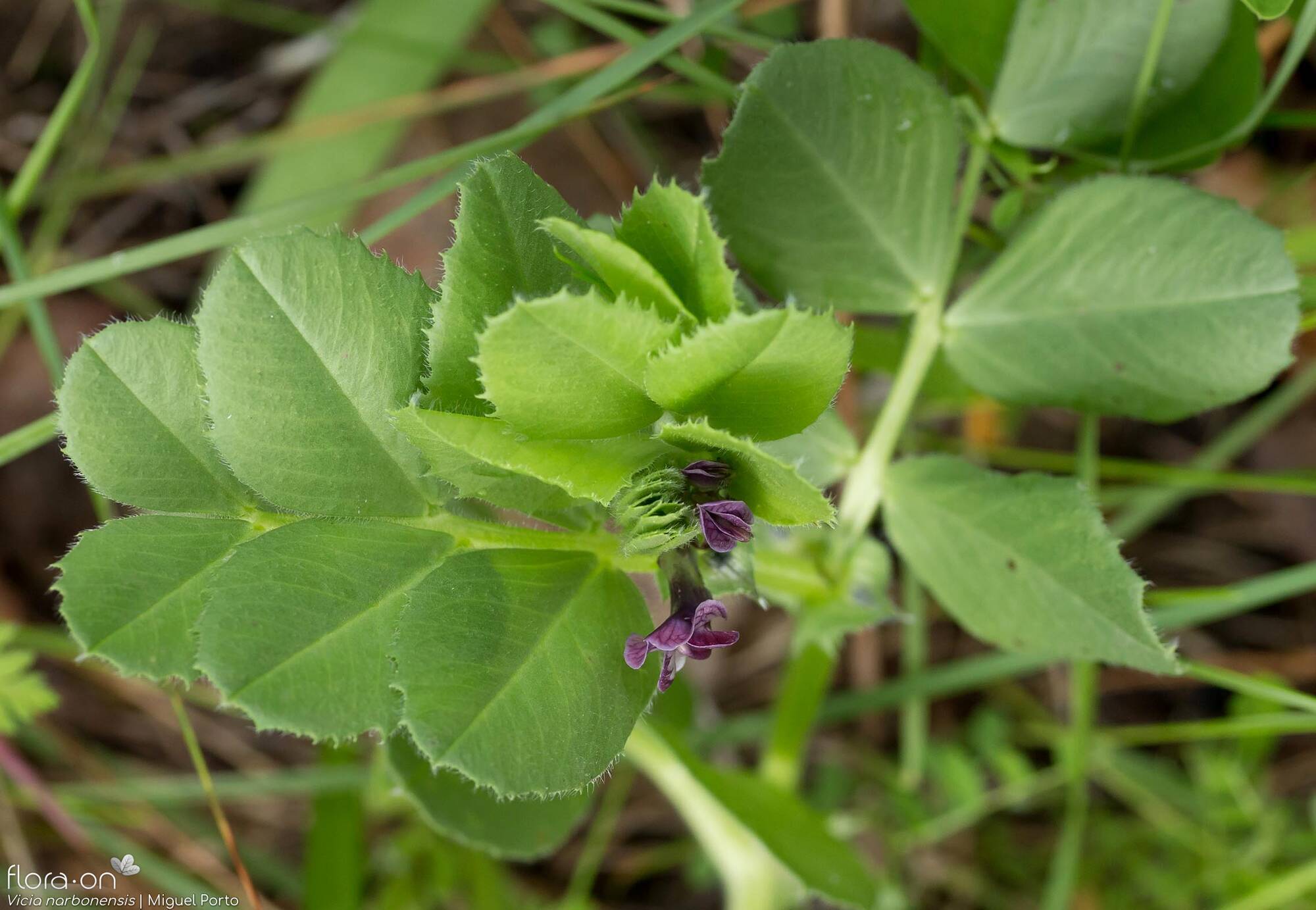 Vicia serratifolia - Folha (geral) | Miguel Porto; CC BY-NC 4.0