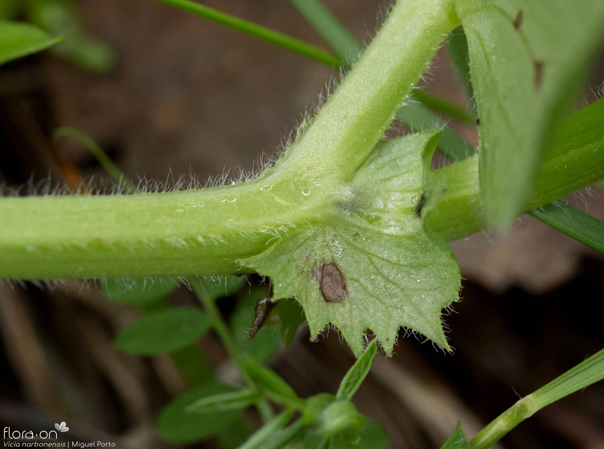 Vicia serratifolia - Estípulas | Miguel Porto; CC BY-NC 4.0