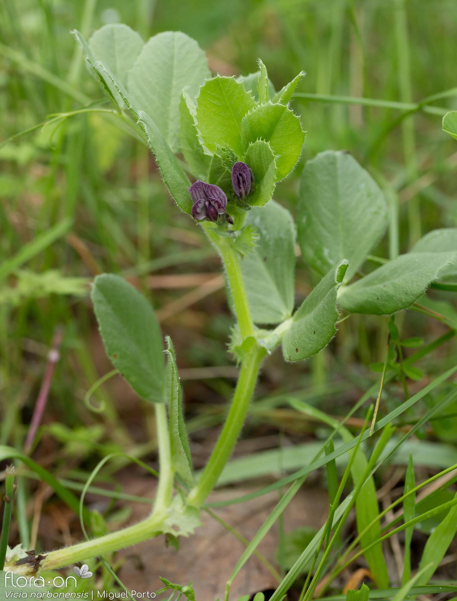 Vicia serratifolia - Hábito | Miguel Porto; CC BY-NC 4.0