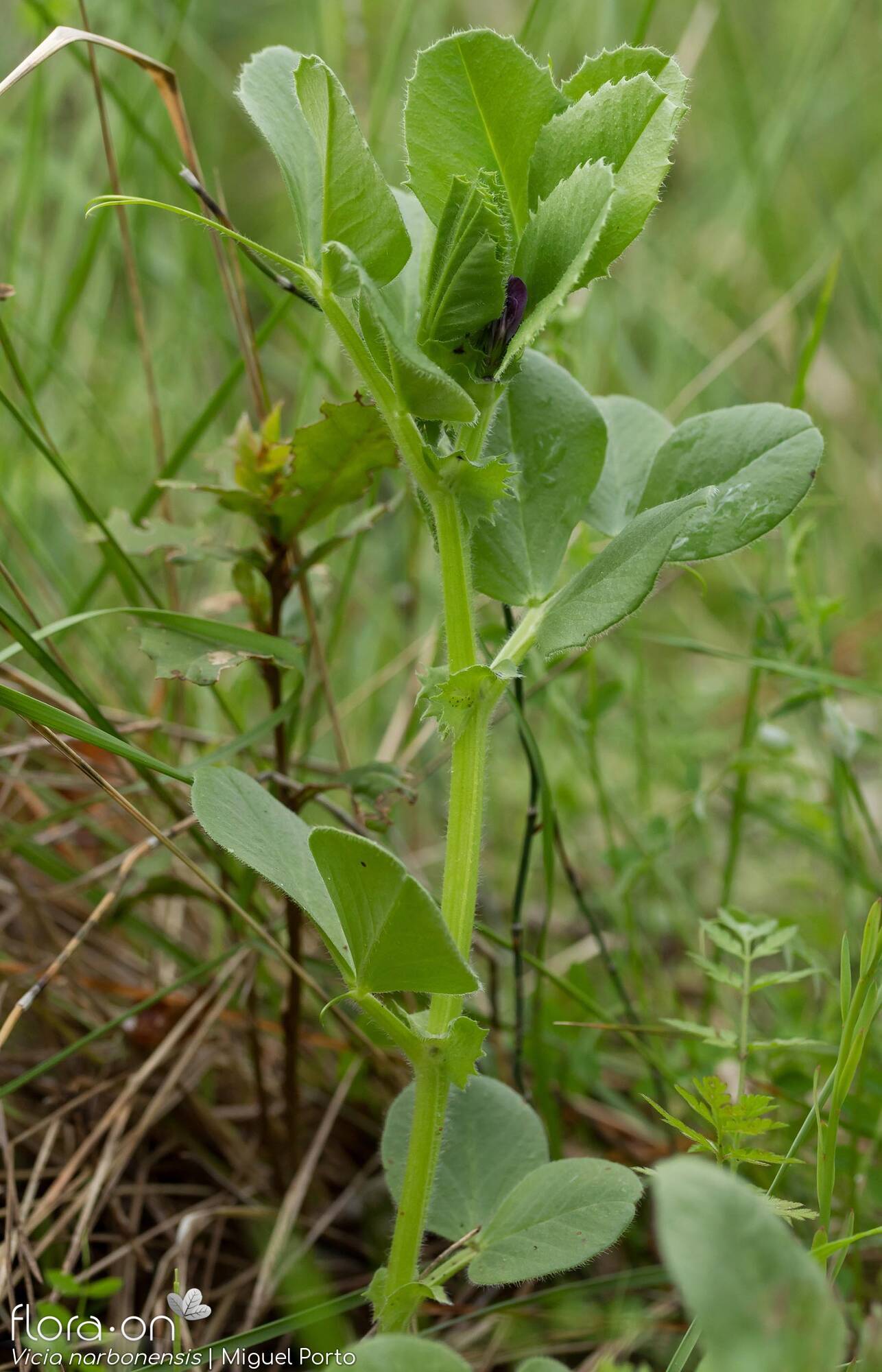 Vicia serratifolia - Hábito | Miguel Porto; CC BY-NC 4.0